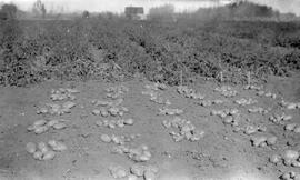 Row of Special Plot Potatoes, Seager Wheeler