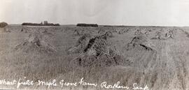 Wheat Field at Maple Grove Farm, Rosthern, SK
