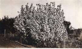 Large Bush Covered in Blossoms