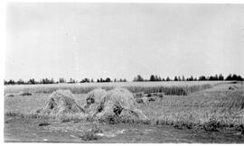 Stooks and Standing Crop
