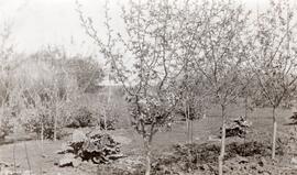 Seager Wheelers Garden in Early Years