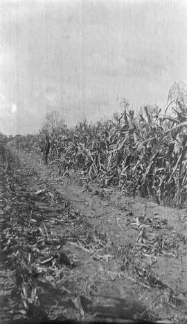 60 Acre Corn Field