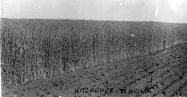 Kitchener Wheat
