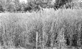 Kitchener Wheat