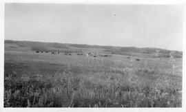 Livestock in a Field