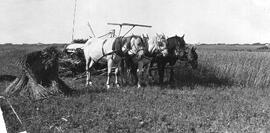 Horses Working in the Field