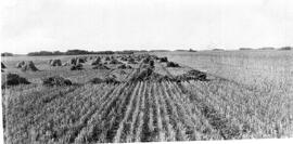 Harvesting Field of Early Triumph Wheat