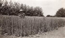 Special Plot of Dr. Saunders Marquis Wheat, Seager Wheeler