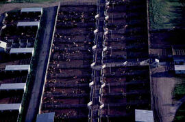 Aerial view of cattle on campus