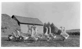 Farm yard geese