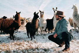 Llamas & alpacas find a home on Canada's Prairies, with help from U of S prof