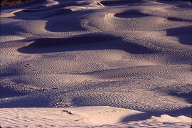 Dunes of the Great Sand Hills of Saskatchewan