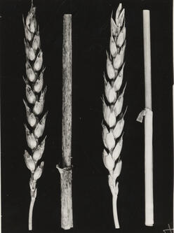 Agricultural Research - Grain
