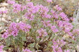 Showy Aster (aster laevis)