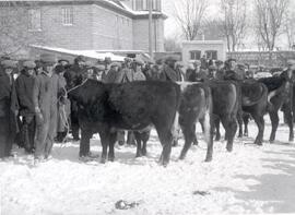 Cattle - Exhibitions