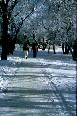 Hoar frost over campus path