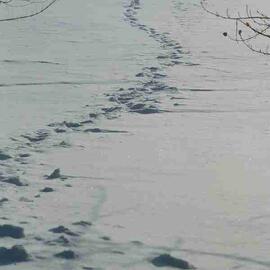 Snowy footprints