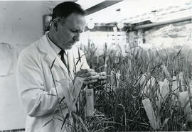 Agricultural Research - Barley