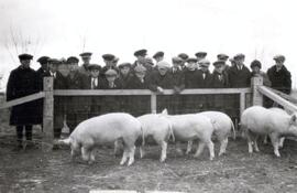 Farm Boys and Girls Pig Club