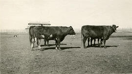 Agriculture - Cattle