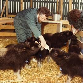 Dr. Peter Flood and Musk Oxen