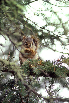Squirrel at Emma Lake, Saskatchewan