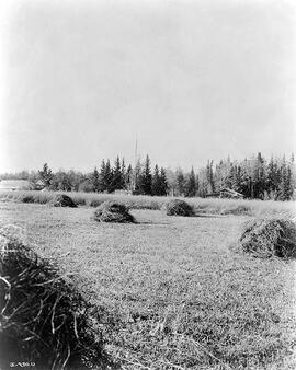 A field with stacks of straw