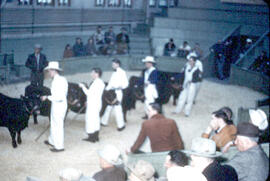 Agriculture - Cattle - Exhibitions