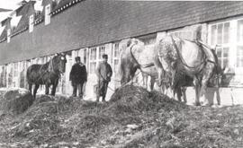 Agriculture - Horses