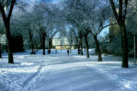 Path to arts building, winter