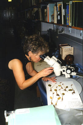 Herbarium technician Peggy Ann Ryan checks some samples