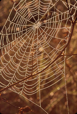 A spider web outlined with morning dew