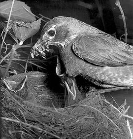 Robin feeding its young