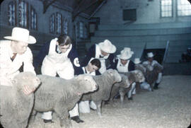 Livestock Judging - Sheep