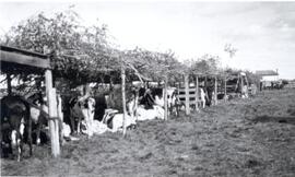 Cattle - Exhibitions