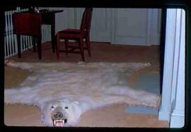 Bearskin rug in hallway, Stornoway