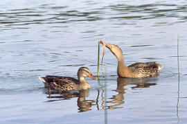 Two Female "Mallard" Ducks Feeding