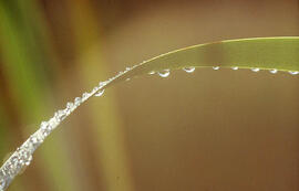 Dew on a blade of grass