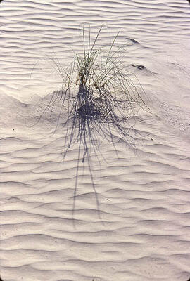 Grasses of the Great Sand Hills of Saskatchewan