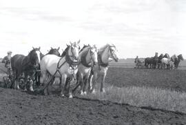 Agriculture - Plowing Matches
