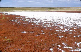 "Alkali" salt flat near Cantuar, Saskatchewan
