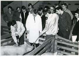 School of Agriculture - Hogs
