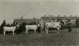 Agriculture - Cattle