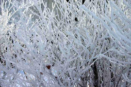 Hoar frost on branches