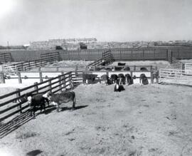 Beef Cattle Research Station - Experimental Feedlot - Official Opening