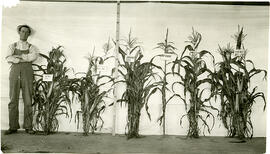 Exhibit of Corn