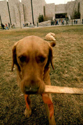 Dog with stick outside of arts building