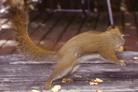 Red squirrel at Waskesiu