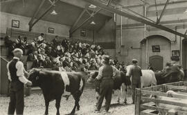 Judging Livestock - Cattle