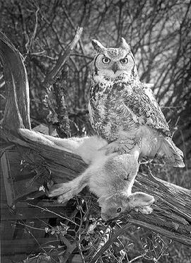 Great Horned Owl and prey